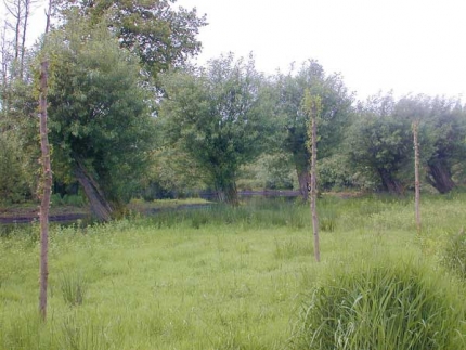 Bild 2 von Seerosenteich